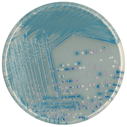 Каталог CHROMagar O157 - для селективного выделения и дифференциации E. coli O157